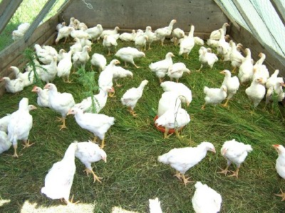 Raising Backyard Chickens For Eggs Meat And Money