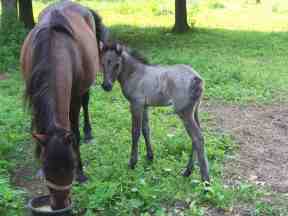 Lac la Croix Mare 'Java' and Foal Lac la Croix Mare 'Java' and Foal