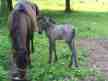 Our Lac la Croix mare and foal Our Lac la Croix mare and foal