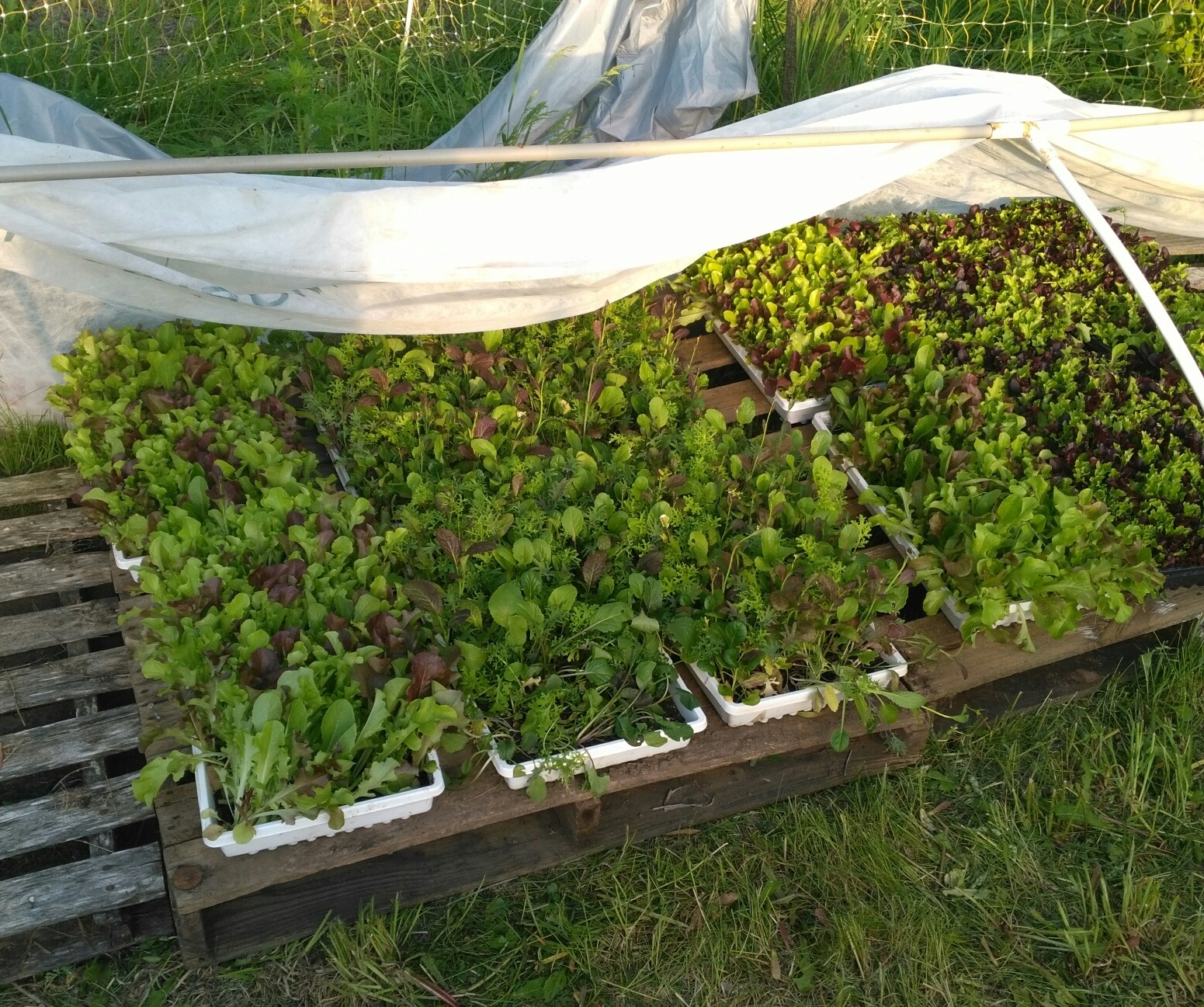 High Income Crops For The Small Or Backyard Grower