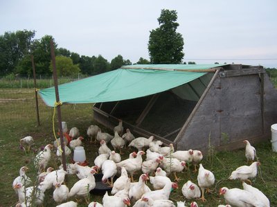 your own chicken from your pasture or big back yard tastes great