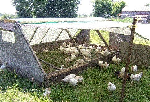 What can you learn from a dumb cluck? Here's some important lessons from the chicken coop