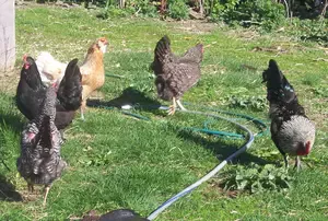Looking for the best chicken coop? Here are the top coops, accessories, nest boxes, and gear to build a safe, productive poultry setup.