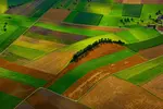 Some points and priorities for your small farm survival plan