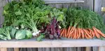 I wrote Backyard Garden Profits for the small grower who wants to launch a successful side hustle gardening for money. Practical actionable advice small-scale growers who want to earn more, waste less, and run smarter farm businesses 