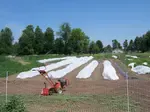 A simple raised bed garden plan for growing crops in a small organic market garden
