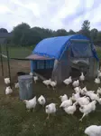 Raising chickens for meat and money is a great business for your small farm