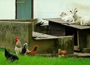 how to become a homesteader