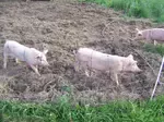 We raise pigs in the garden to the benefit of both the animals and our garden crops