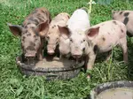 Usual suspects piggies