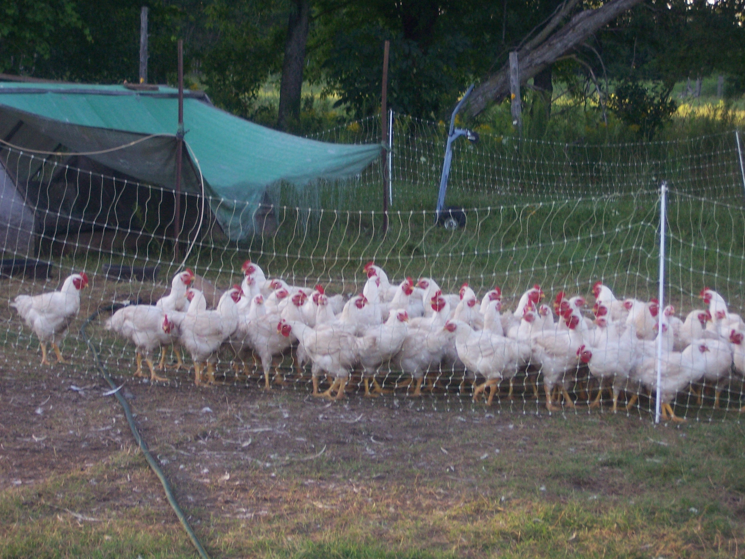 chickens behind fence