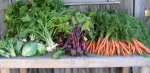 Backyard Garden Harvest 2025