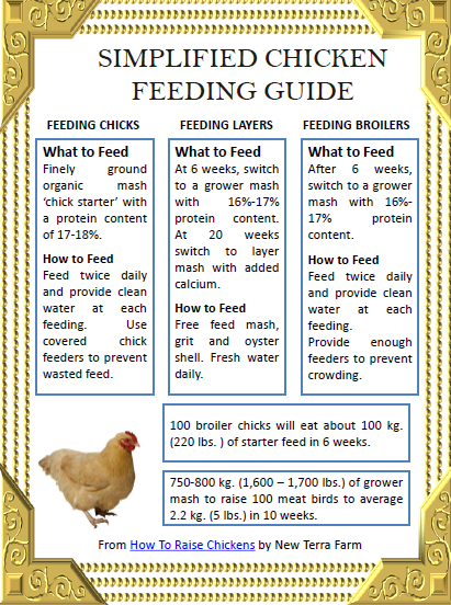 When Do I Switch Feeds From Starter To Grower?  