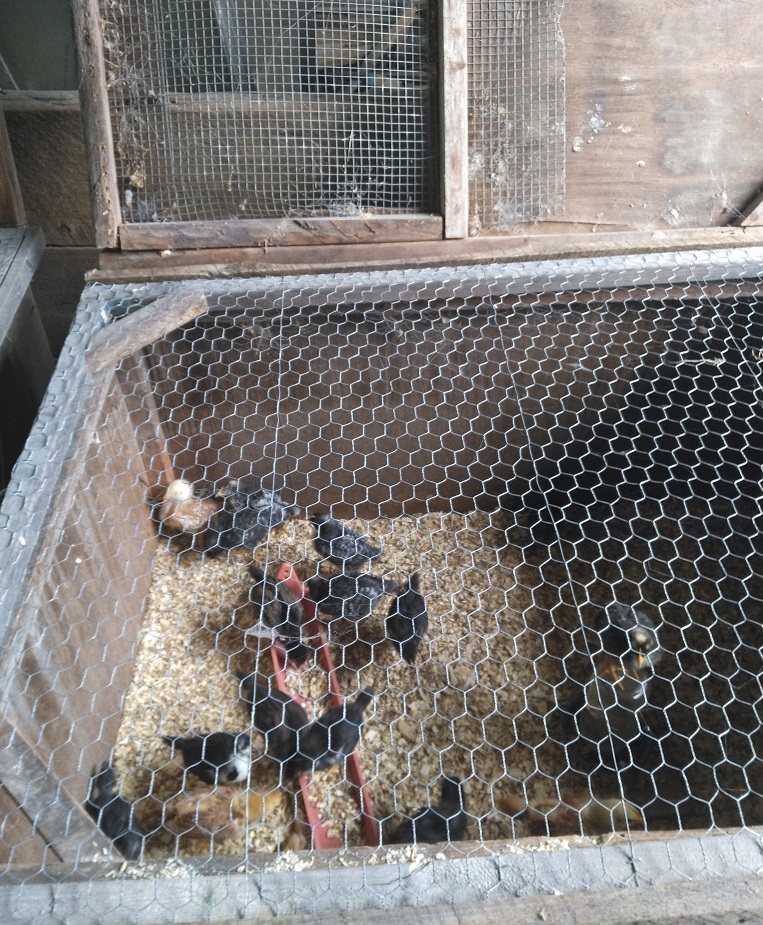 broody box for raising chickens for eggs