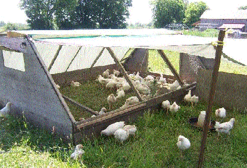 our first portable coop