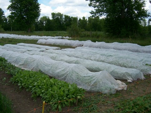 We use a lot of floating row cover for both insect and frost protection. Here's how we do it