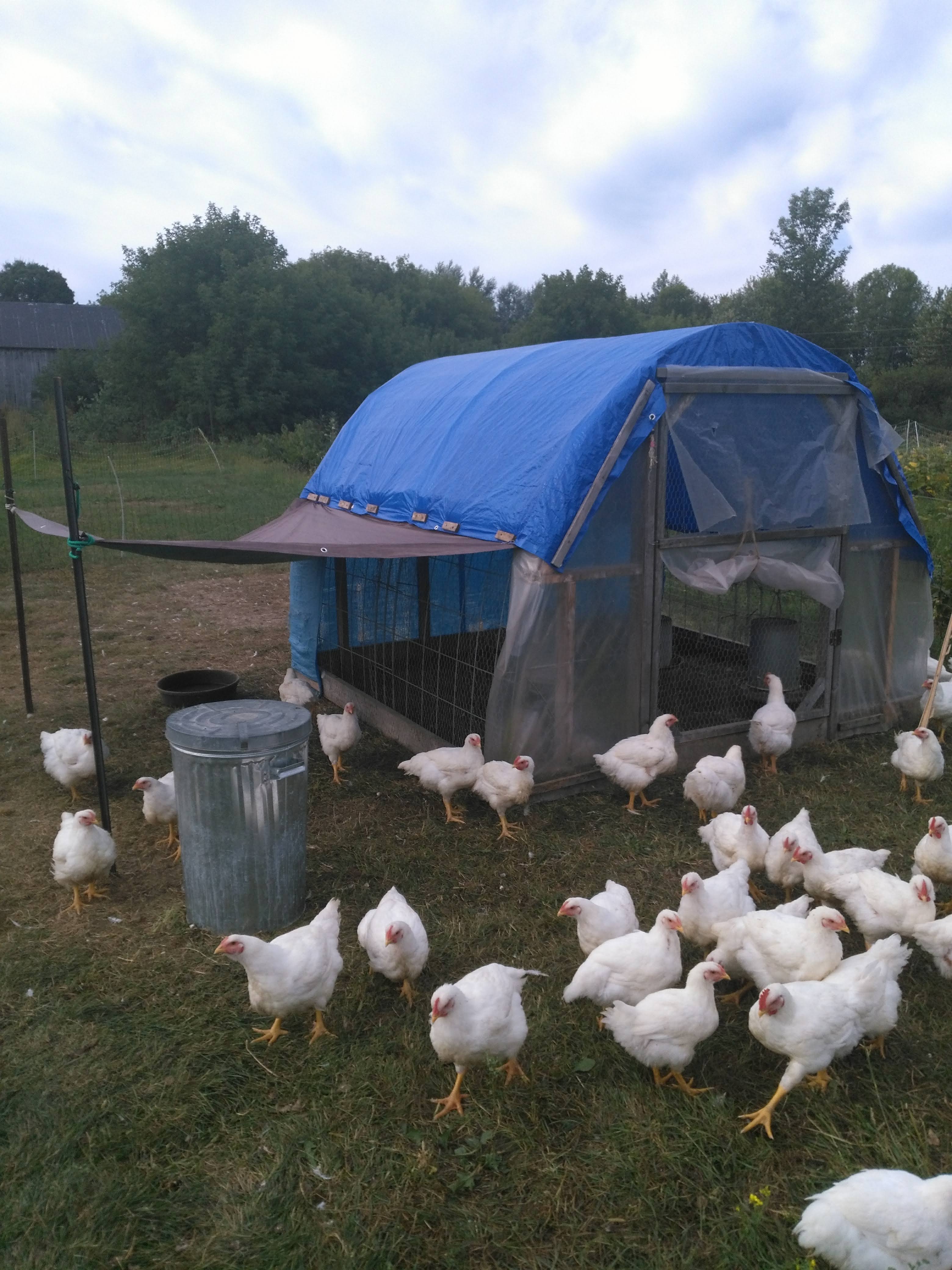 Raising chickens for meat and money is a great business for your small farm