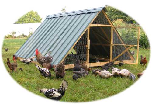 New Terra Farm reviews more free chicken coop plans to build yourown backyard coop