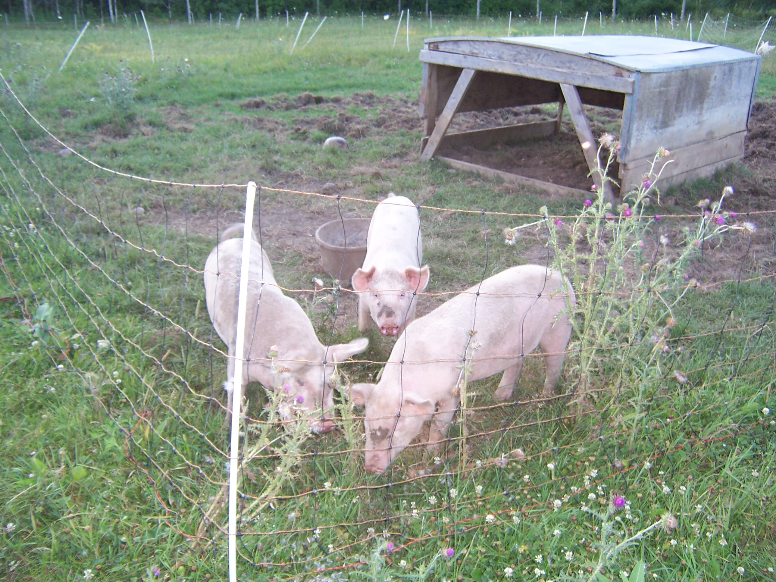 pigs on the garden safely behind electric fence