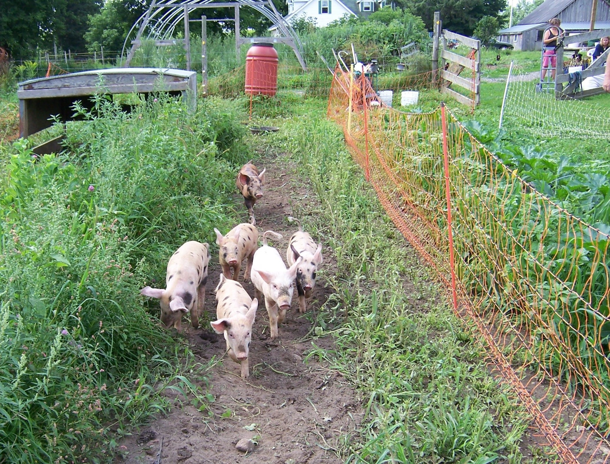 pigs and farm
