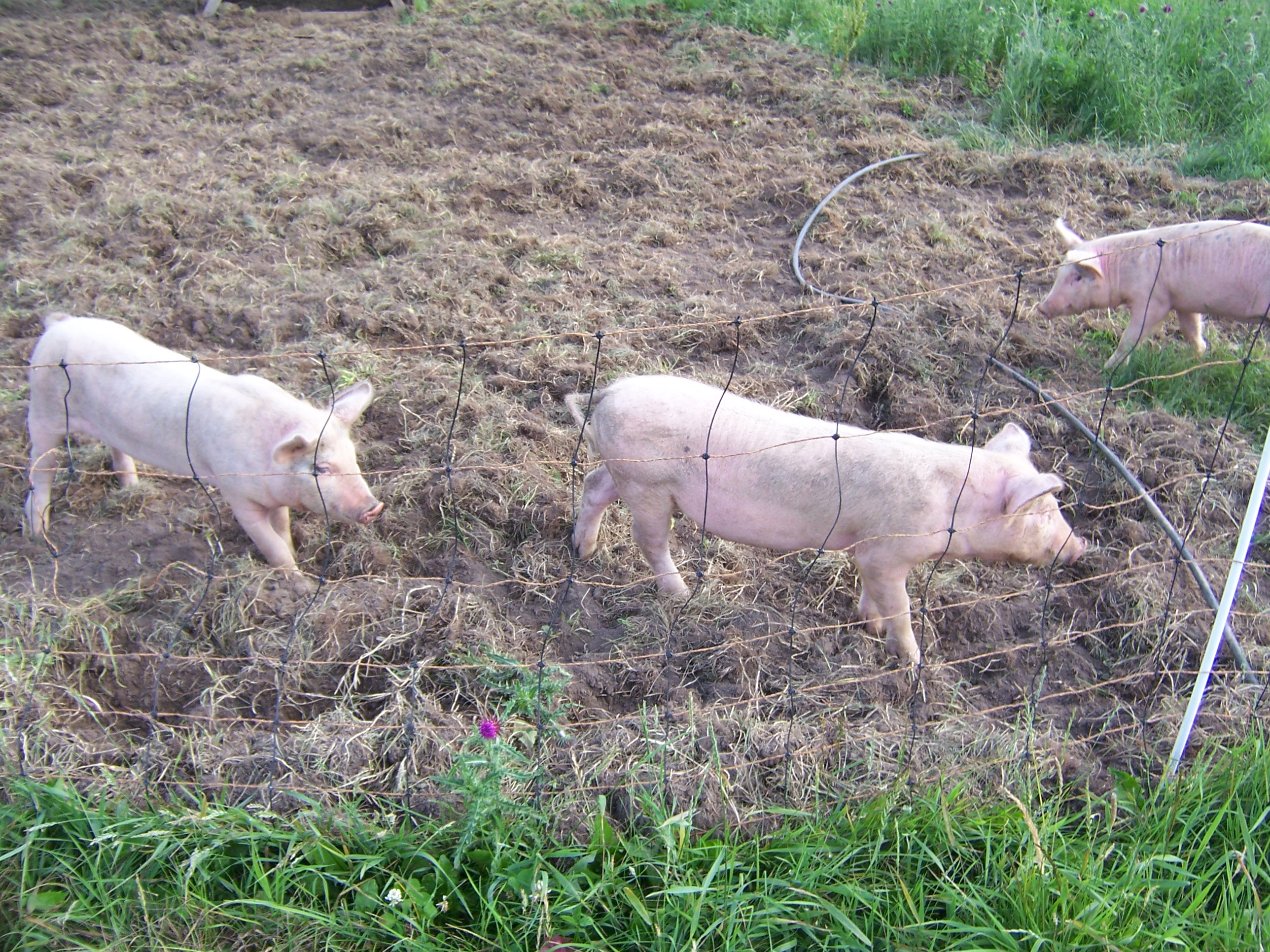 pigs turning soil