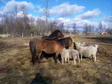 Here's a few things we've learned about raising farm animals over the last couple decades