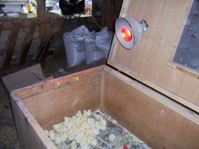 Raising chickens in a heated broody box