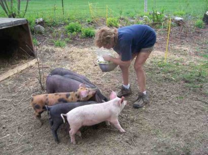 Our piggies live in the garden