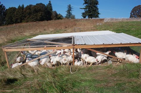 Polyface chicken tractor