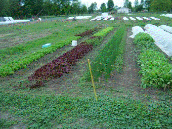The factors you should consider when selecting your vegetable garden site