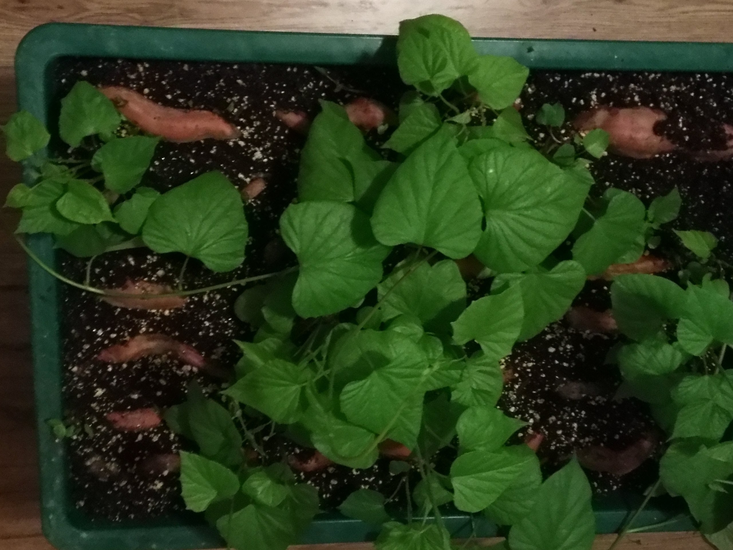 The why, how, and how much of growing sweet potatoes in the Great White North