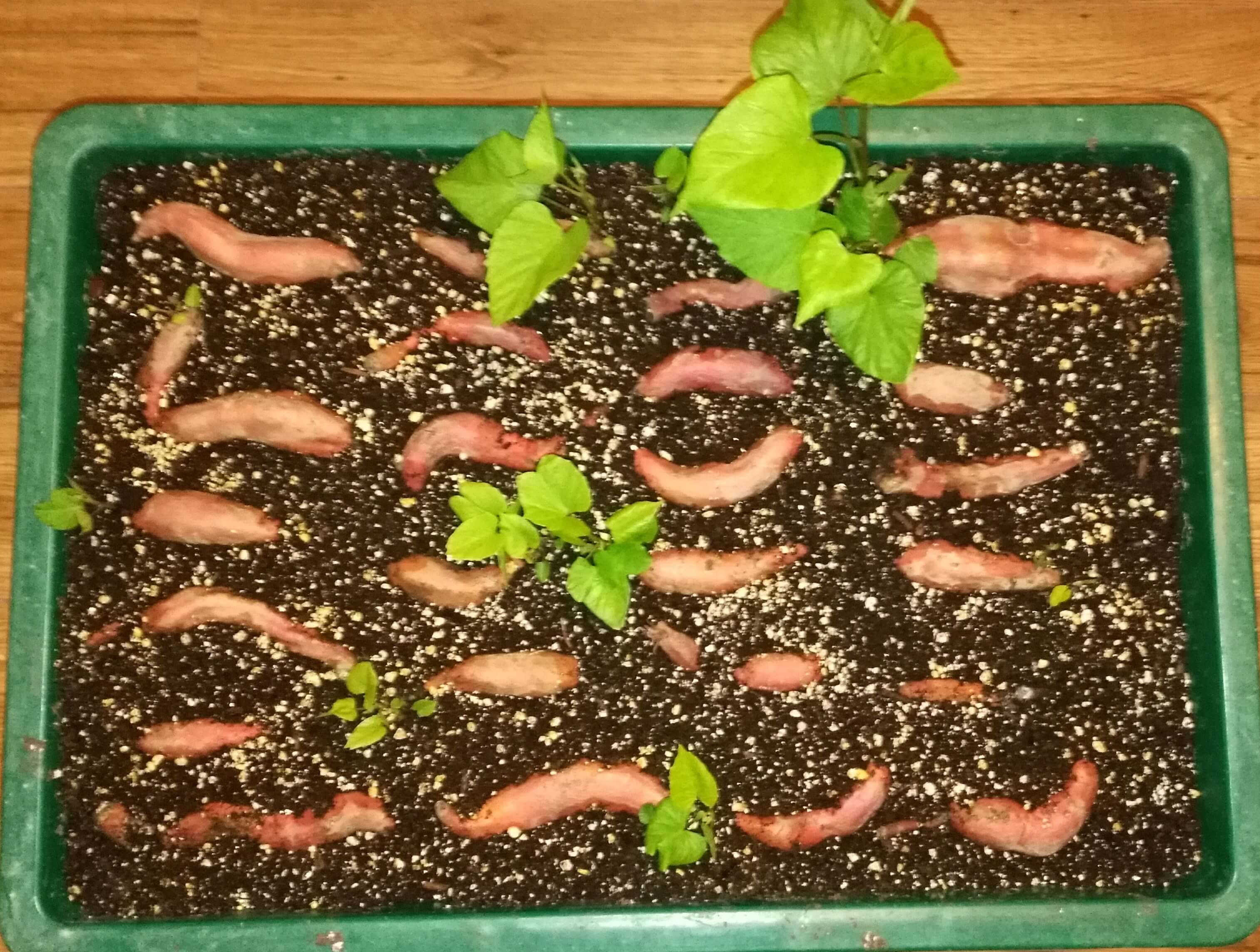 sweet potato slips starting to appear