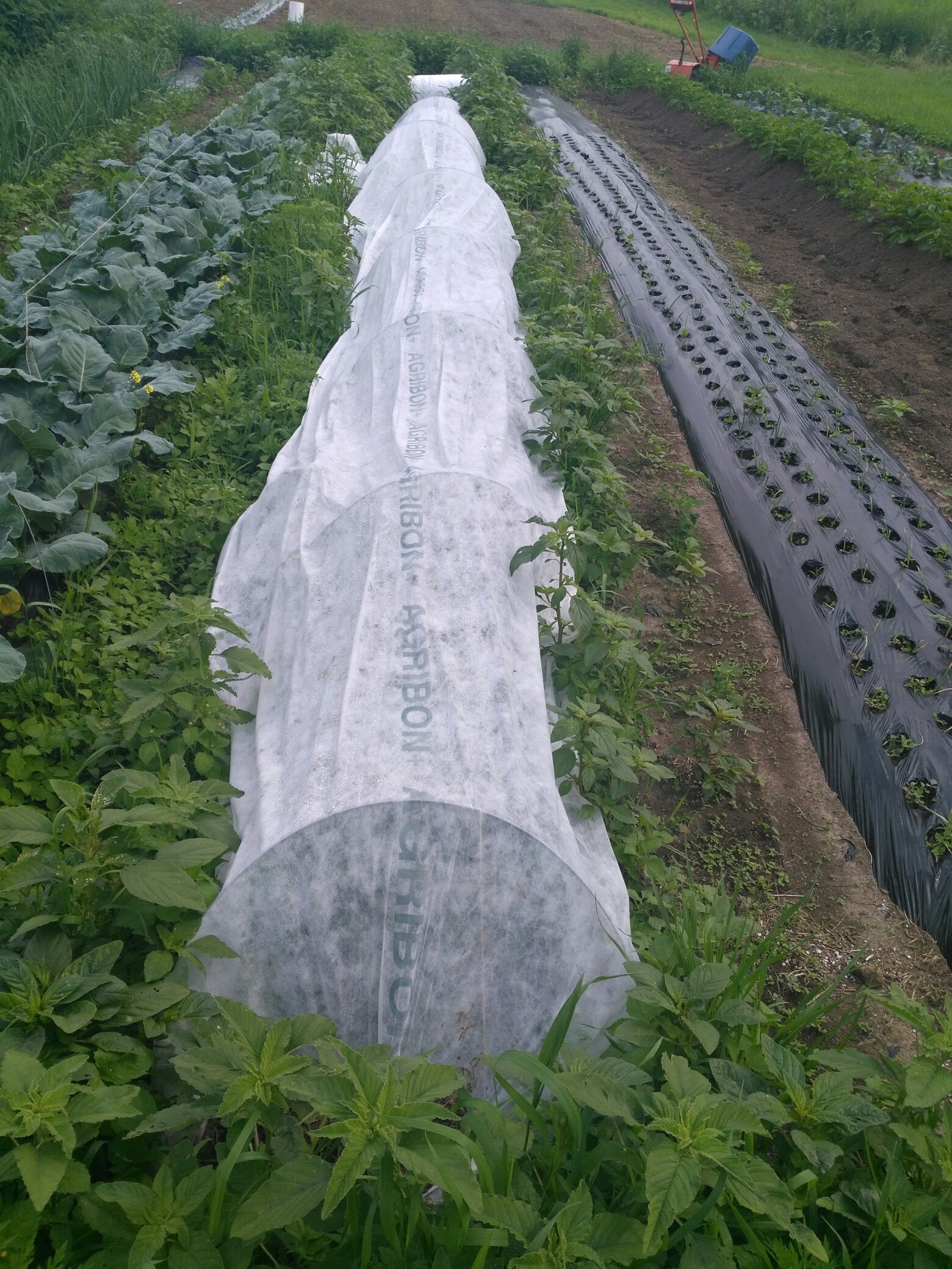 Sweet potatoes under row cover