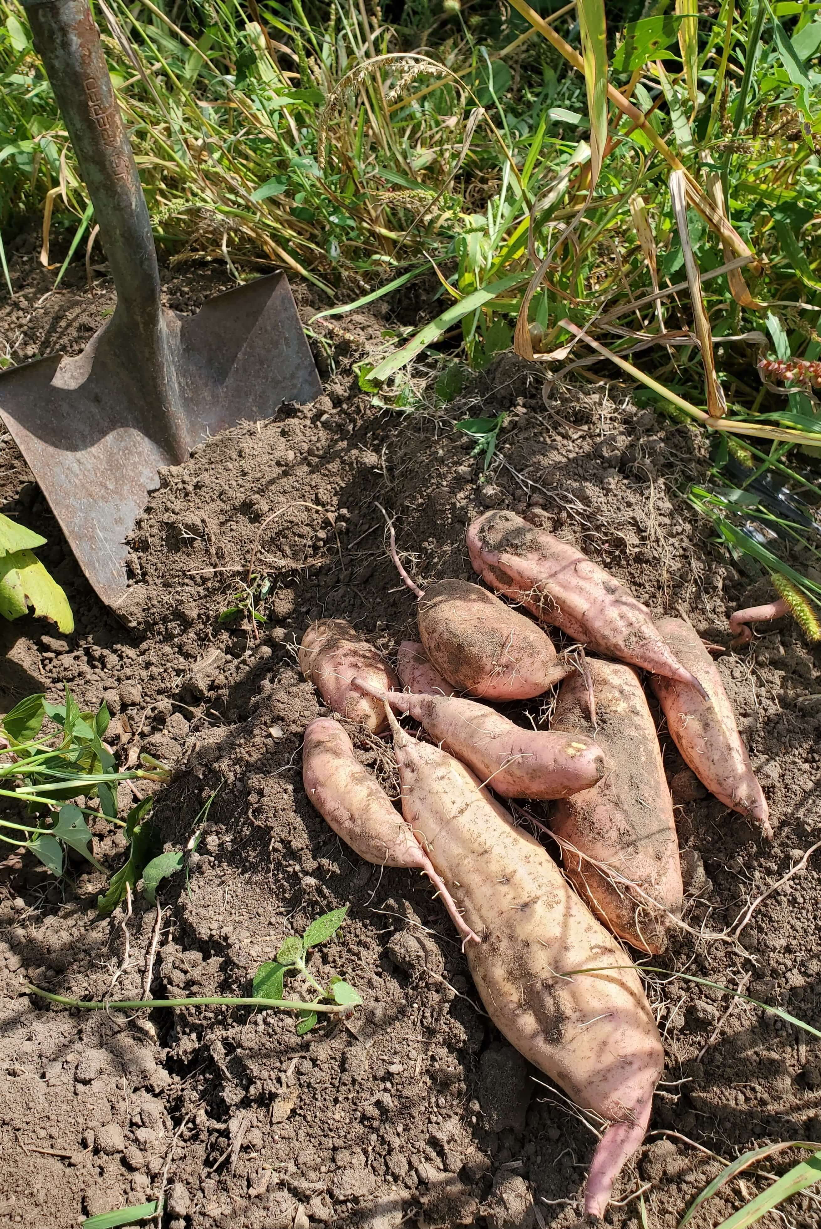 Sweet Potatoes 2025