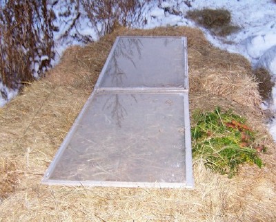 Carrots in the Winter Vegetable Garden