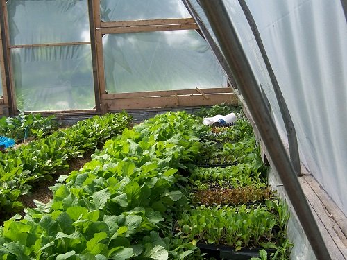 trays in the greenhouse