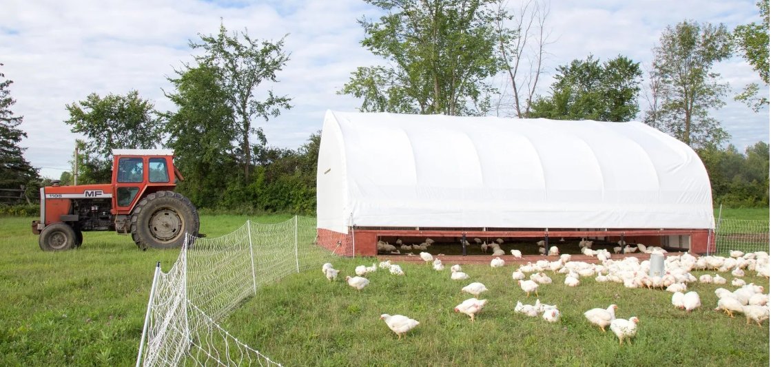 Merrifield farm chickens