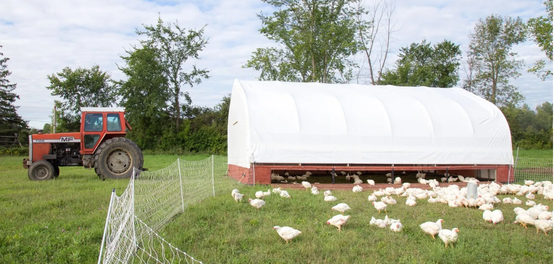 merridfield chickens cropped