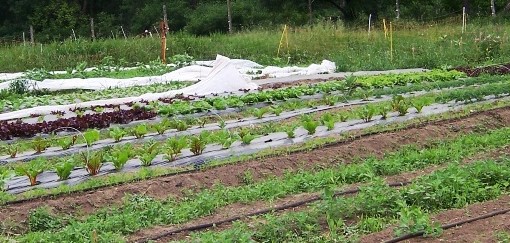 market garden