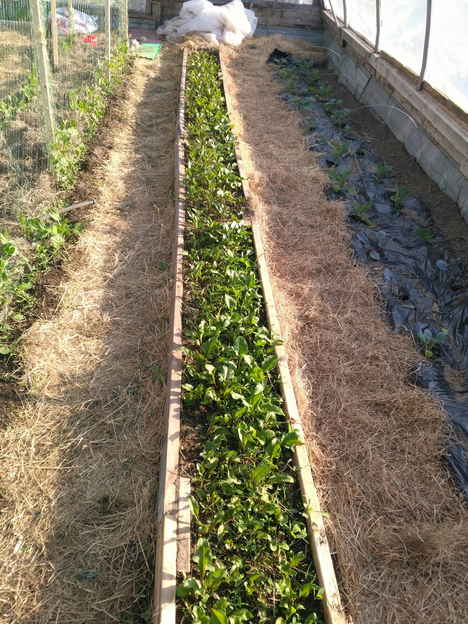 beets in the high income market garden