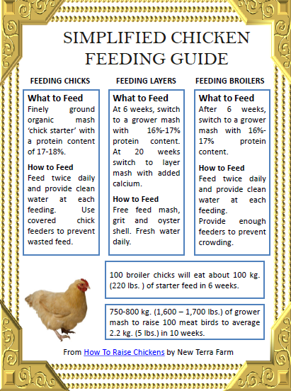 how to feed chickens organically from day old chick to ready-to-lay pullet or ready to eat roaster