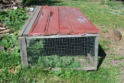 Is a chicken tractor the best choice to raise meat birds on your small farm?