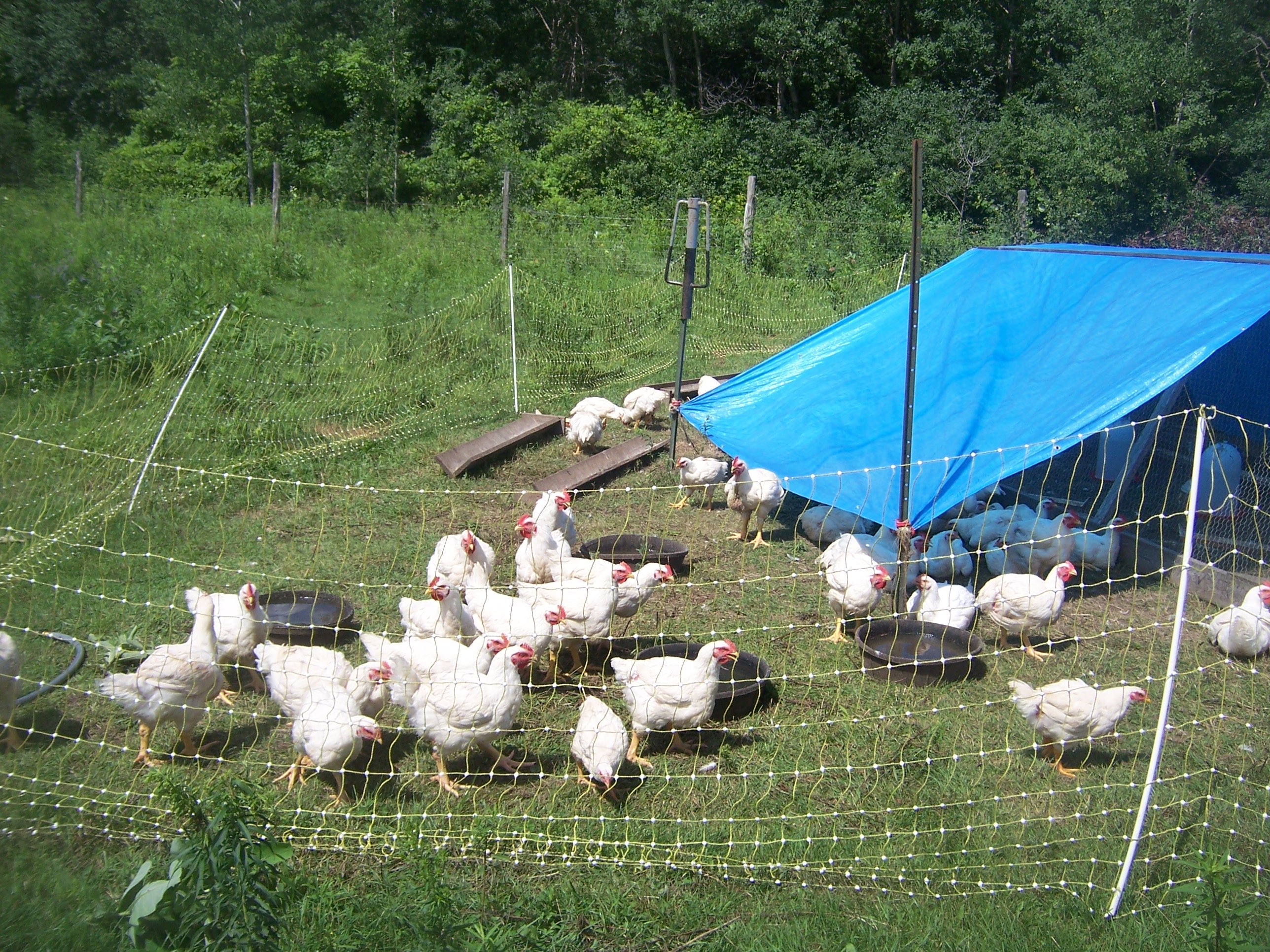 Raising chickens on pasture