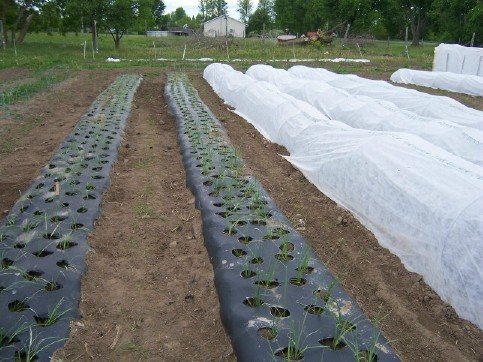 plastic mulch and row cover