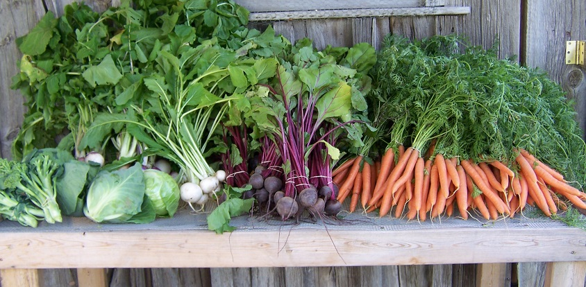 I wrote Backyard Garden Profits for the small grower who wants to launch a successful side hustle gardening for money. Practical actionable advice small-scale growers who want to earn more, waste less, and run smarter farm businesses 