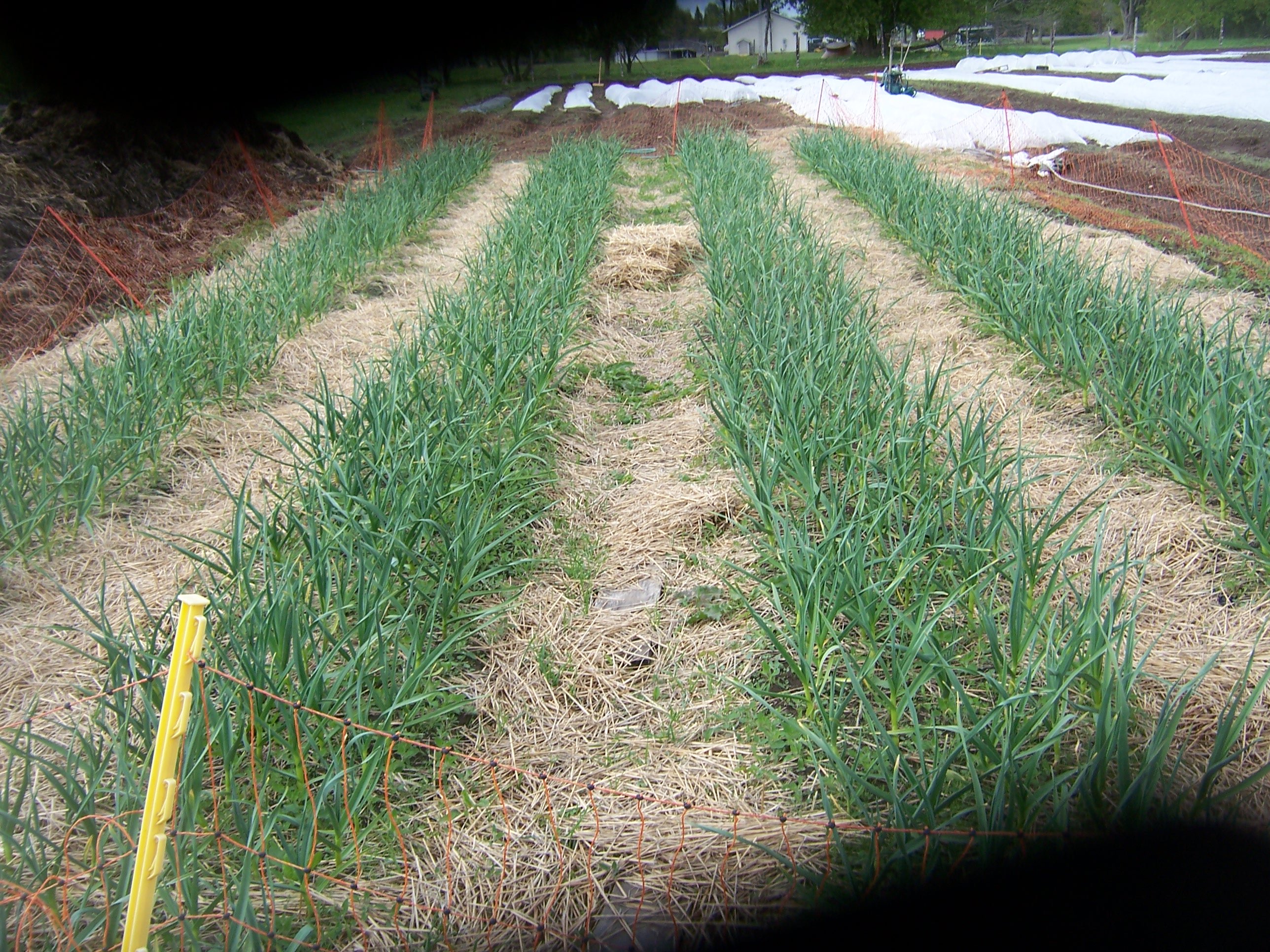 rows of garlic and mulch