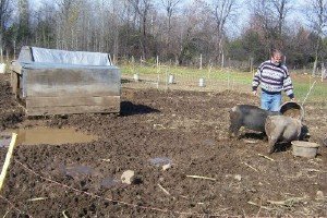 Simple shelter for pigs on pasture