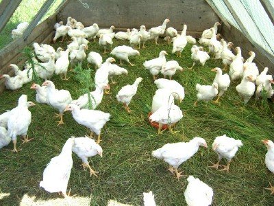 Success Tips for Raising Backyard Chickens