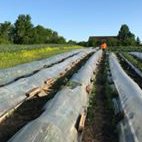 just farm strawbs 1