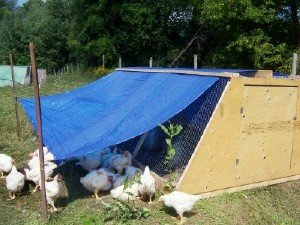 New Terra Farm Movable Coop